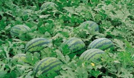 莒县网红吃瓜群微信号,微信朋友圈里的热门话题聚集地